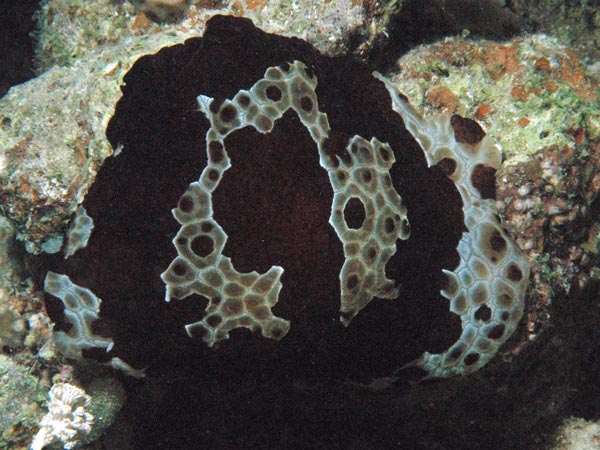 Pleurobranchus grandis